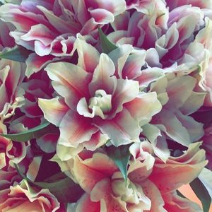 Meet your Posher, Audrey